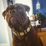 The "Maximus" collar 2.5 inch wide brown & gold