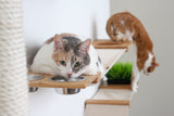 The Bunker - Multi Level Cat Tree with Perch by Catastrophic Creations