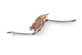 The Raceway - Wall Mounted Cat Hammock by Catastrophic Creations