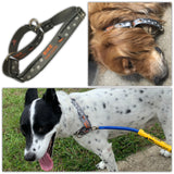 Bike Tow Leash Double Dog Package