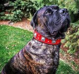 The "Eros" collar 2.5 inch wide RED