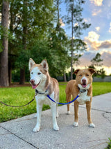 Bike Tow Leash Double Dog Package