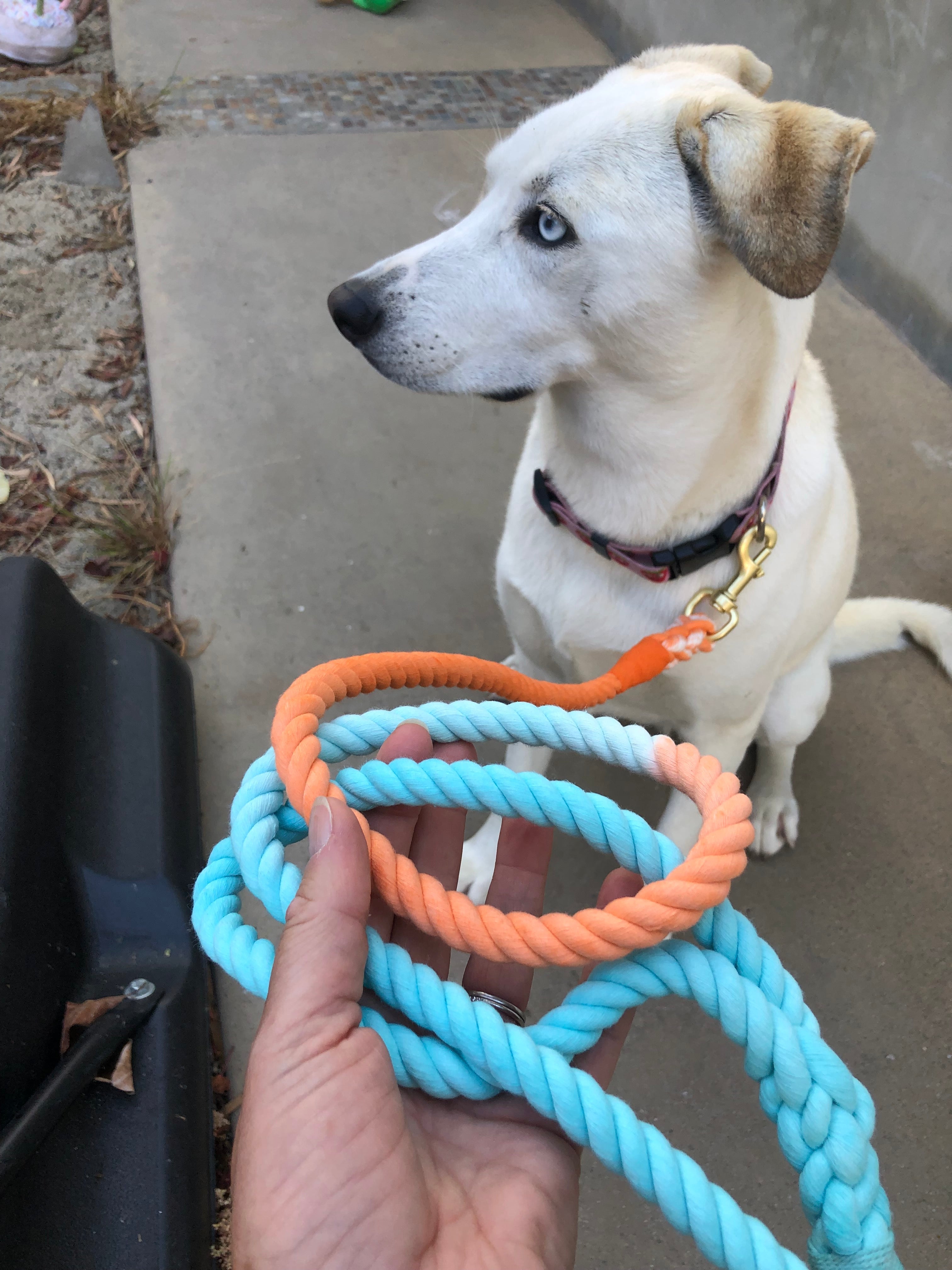 Sunset Wave Tie Dye Dog Leash
