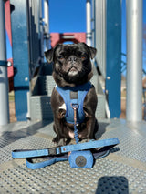 City Dog Leash - Denim