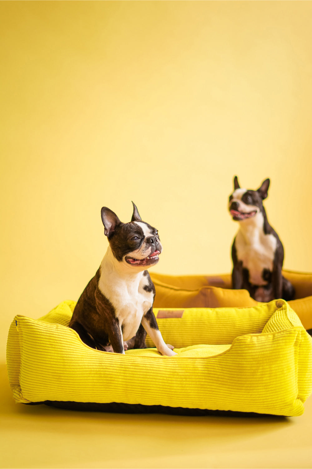 Sunny Sleeper Dog Bed Corduroy - Yellow Color