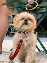 Sasha Leash - Red Leopard