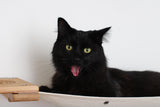 Cat Maze Wall - 3 Tier Cat Tree by Catastrophic Creations