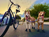 Bike Tow Leash Double Dog Package