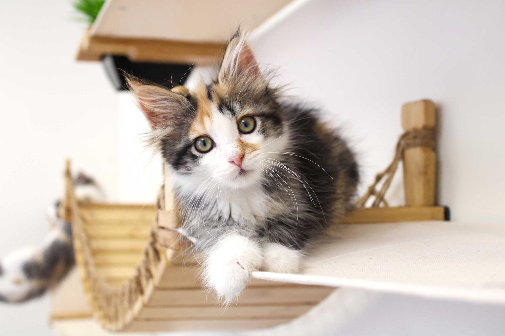 The Juggernaut - Indoor Cat Playground for Wall by Catastrophic Creations