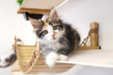 The Juggernaut - Indoor Cat Playground for Wall by Catastrophic Creations