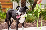 Lime Green Boho Chic Dog Leash