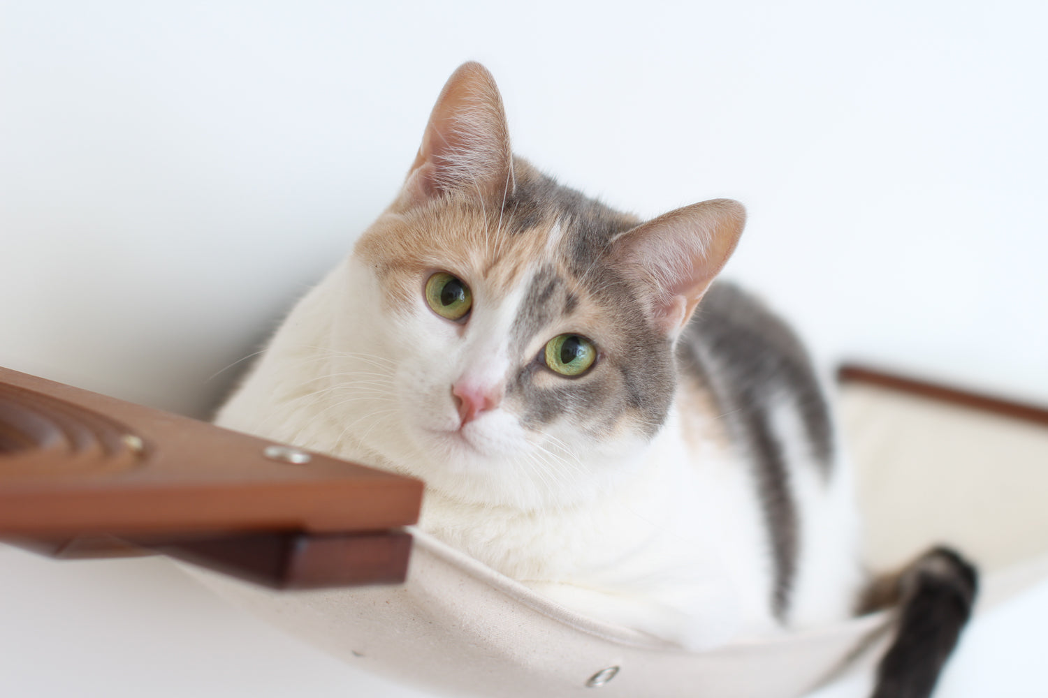 Cat Maze Wall - 3 Tier Cat Tree by Catastrophic Creations