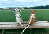 Headlight Harness 2 Dog Reflective Double Dog Leash