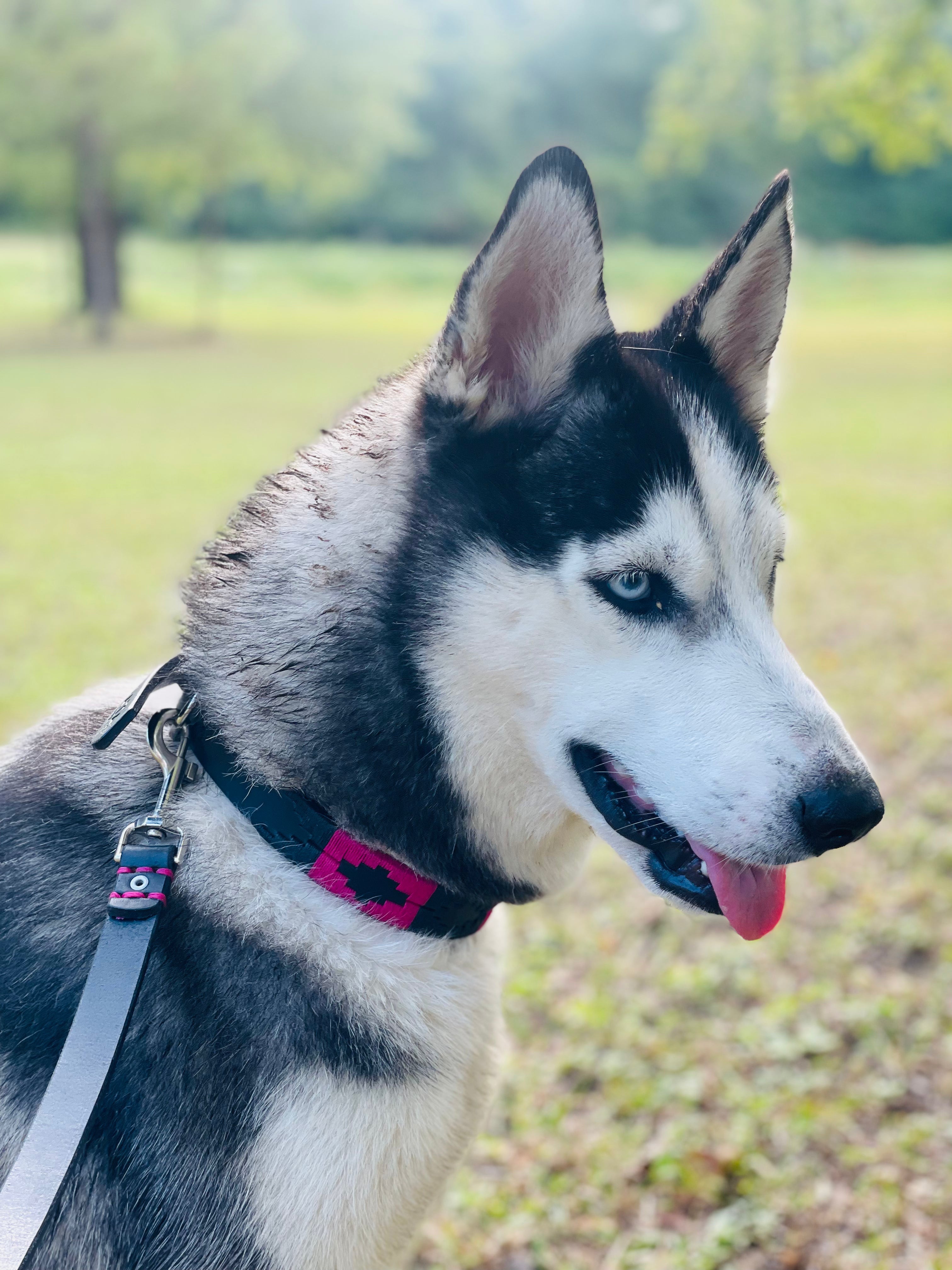 Black and Pink Dog Leash