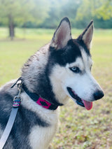 Black and Pink Dog Leash