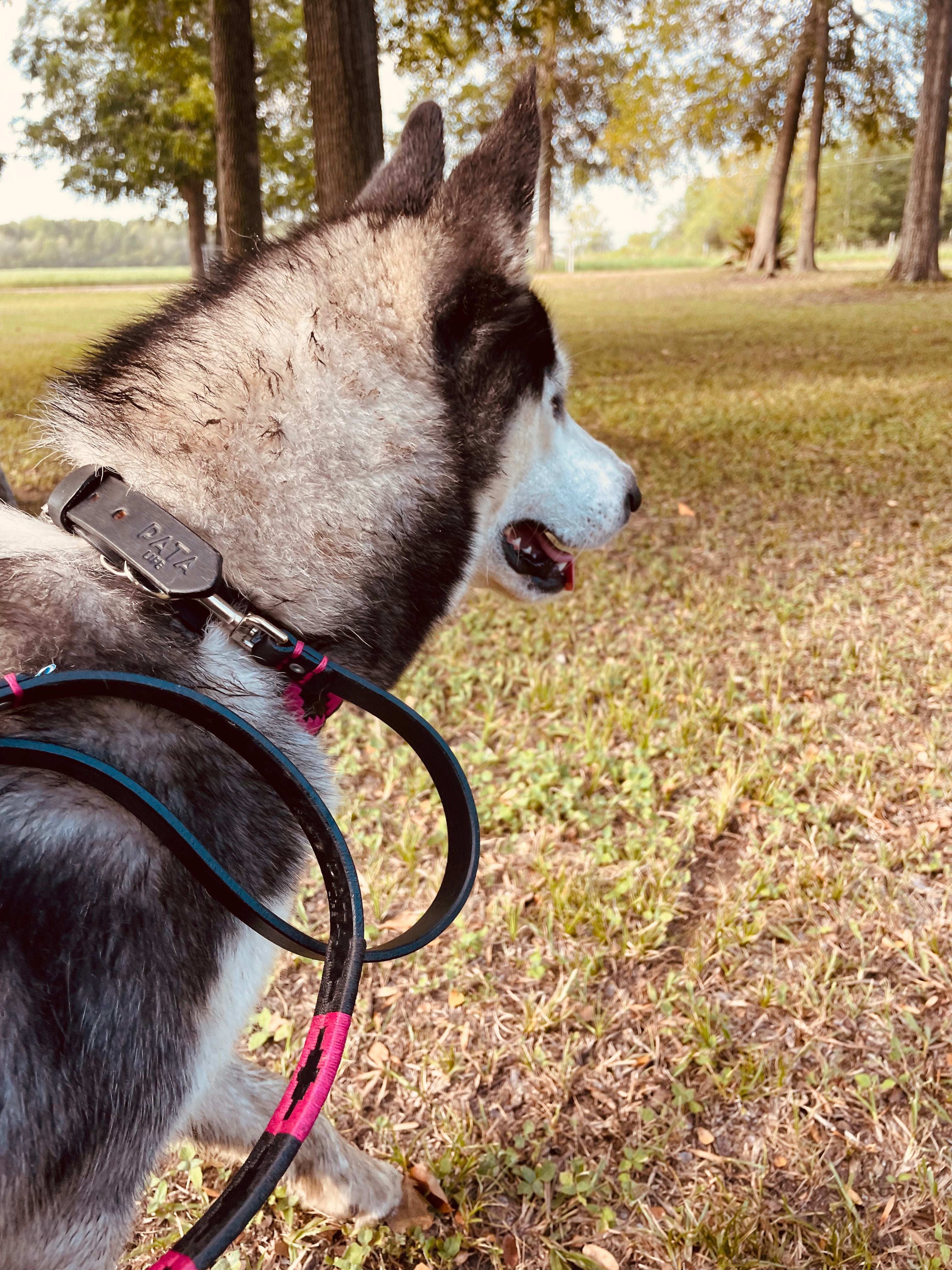 Black and Pink Dog Leash