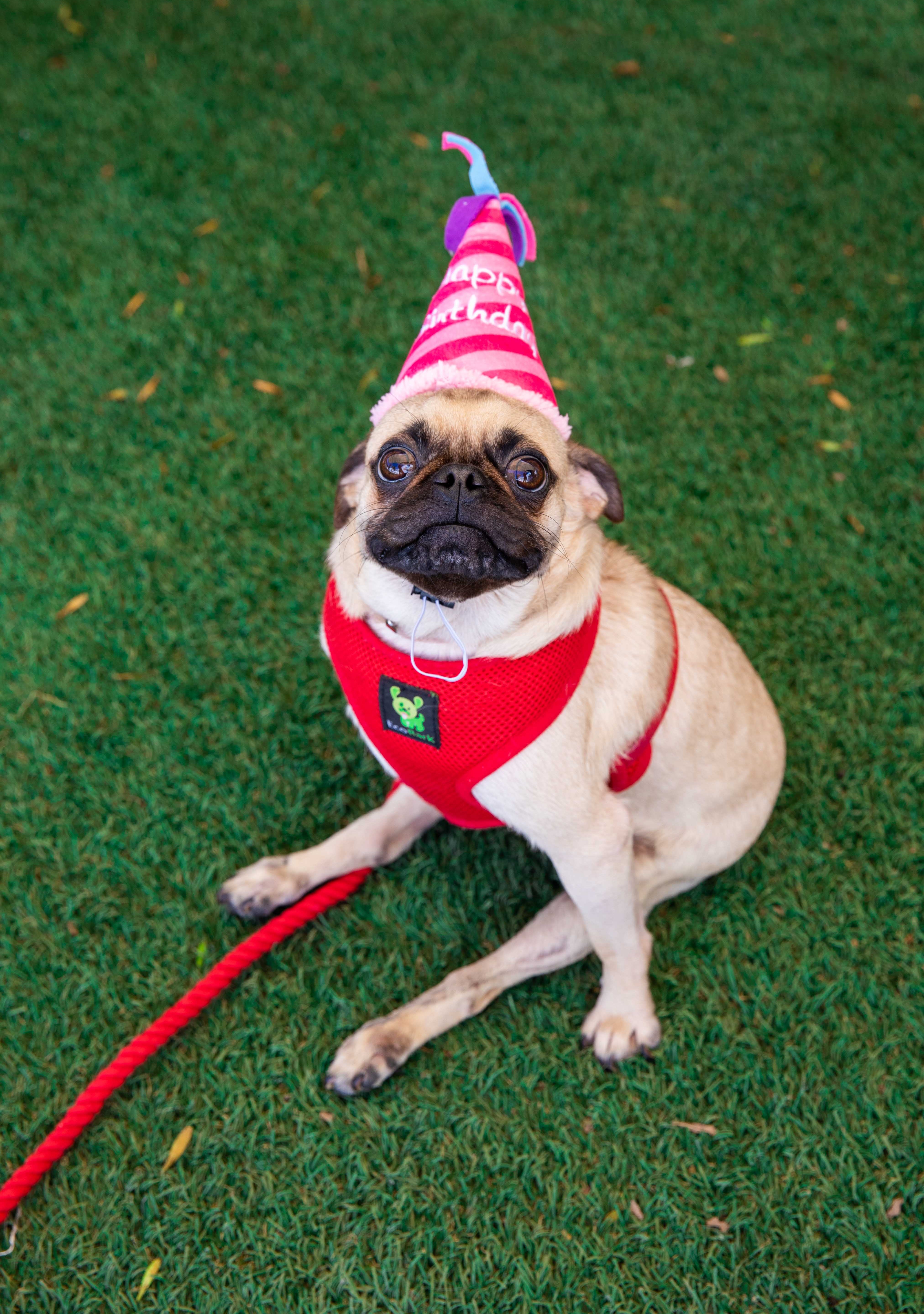 Pink Birthday Hat Dog Toy