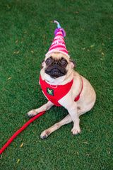 Pink Birthday Hat Dog Toy