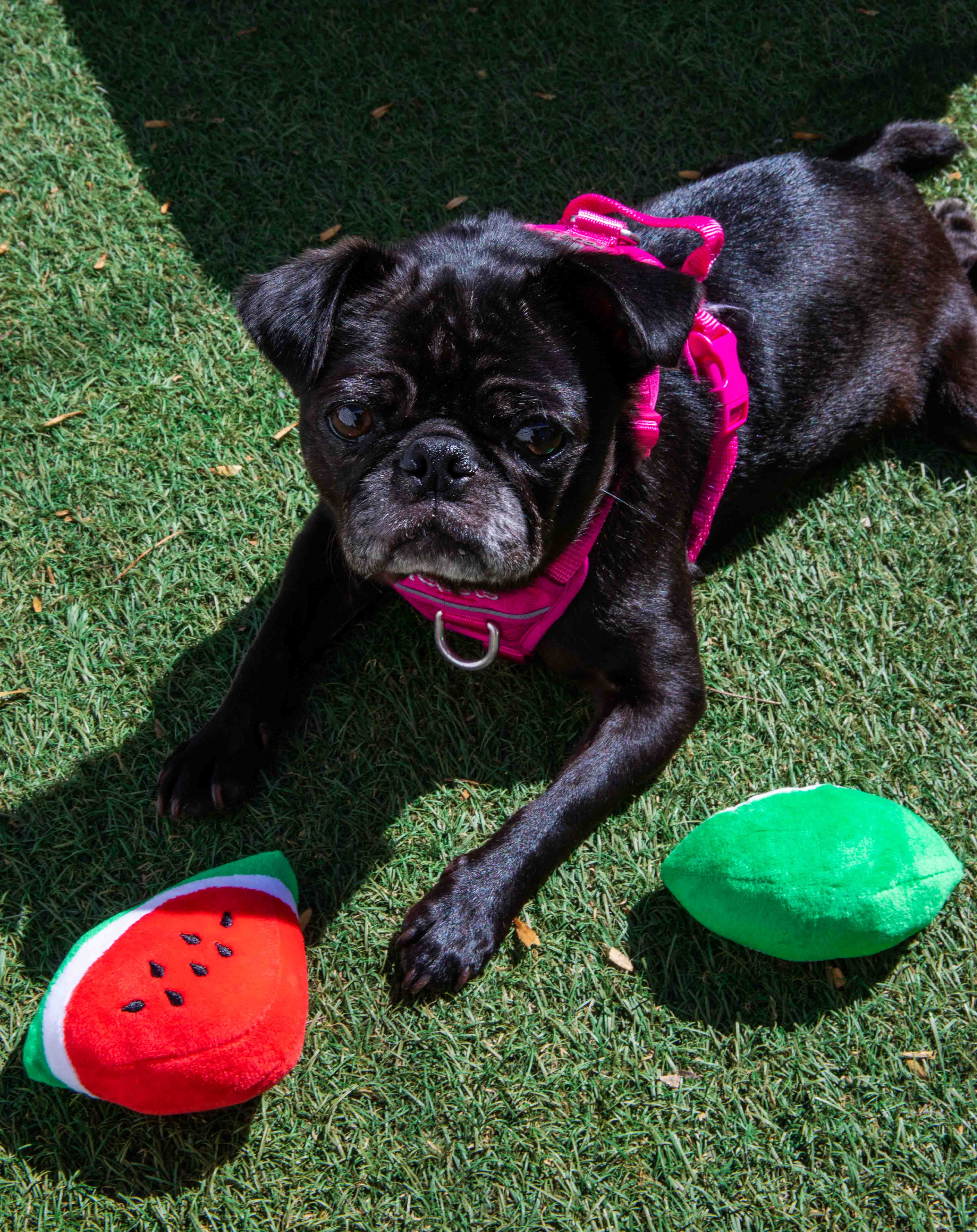 Squeaky Watermelon Plush Dog Toy 2 Pack