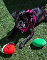 Squeaky Watermelon Plush Dog Toy 2 Pack