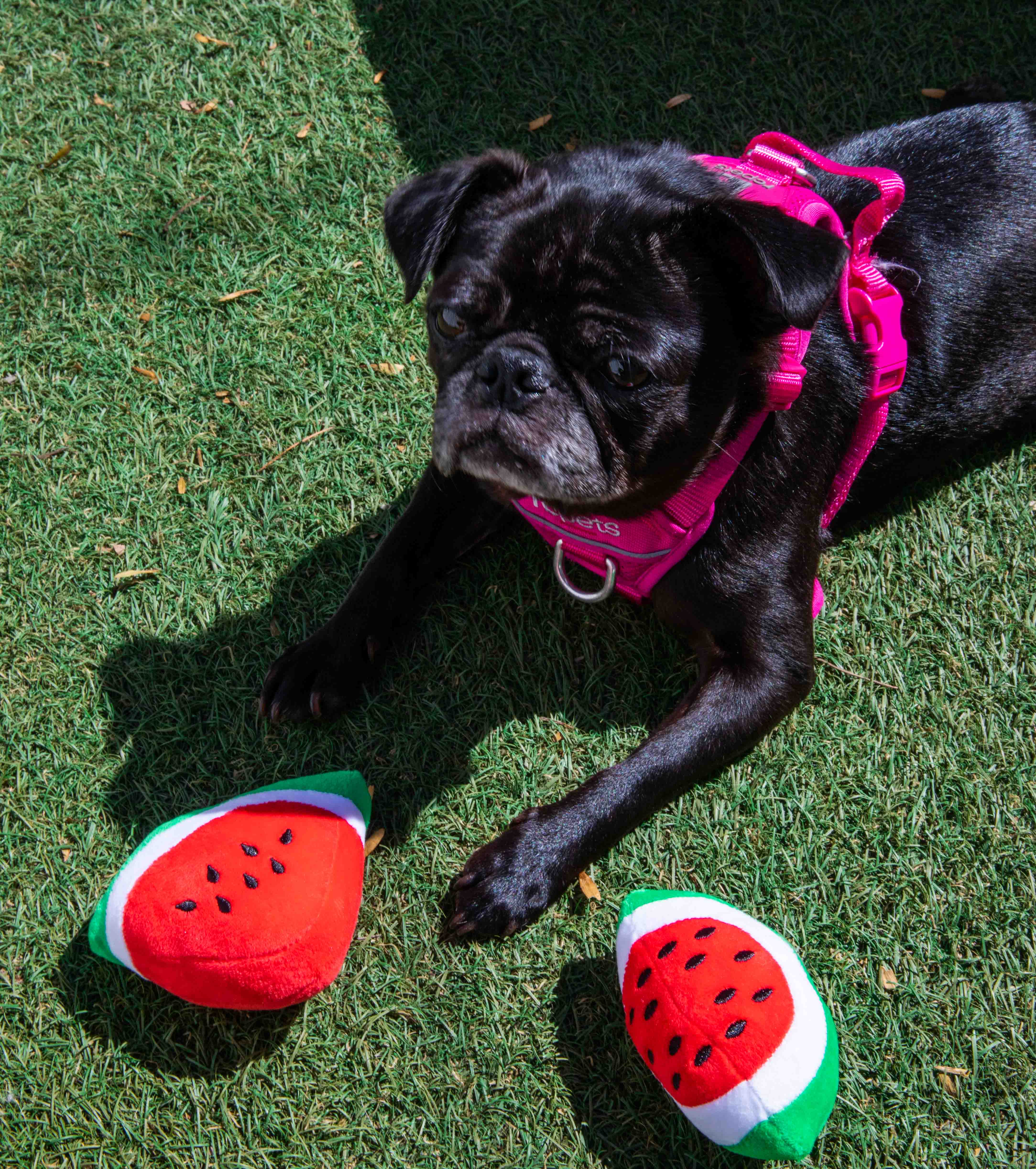 Squeaky Watermelon Plush Dog Toy 2 Pack