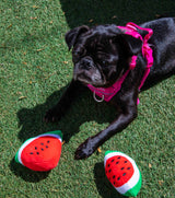 Squeaky Watermelon Plush Dog Toy 2 Pack