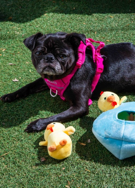 Burrow Chicken in Egg Dog Toys