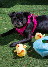 Burrow Chicken in Egg Dog Toys
