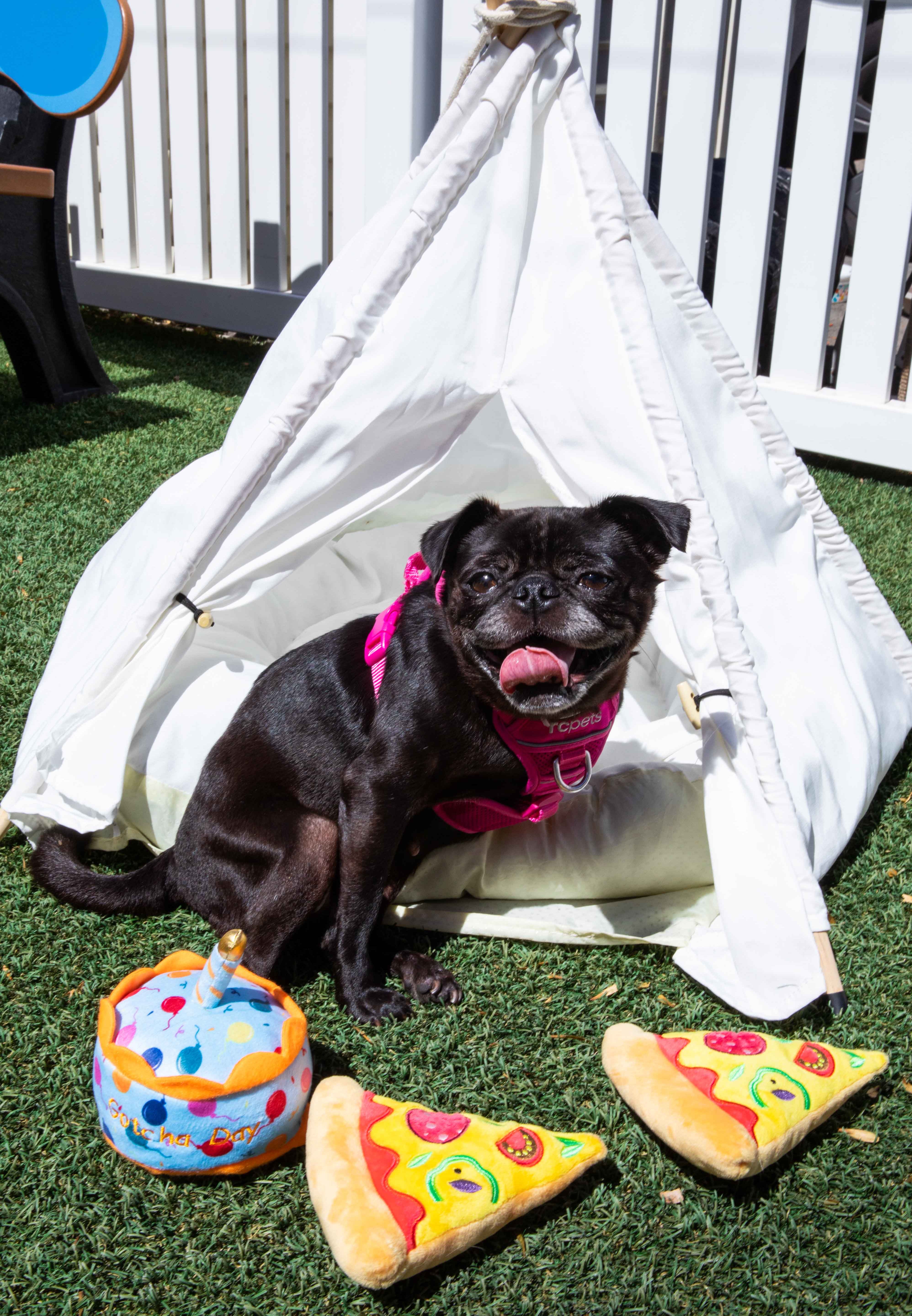 Squeaky Pizza Dog Toys