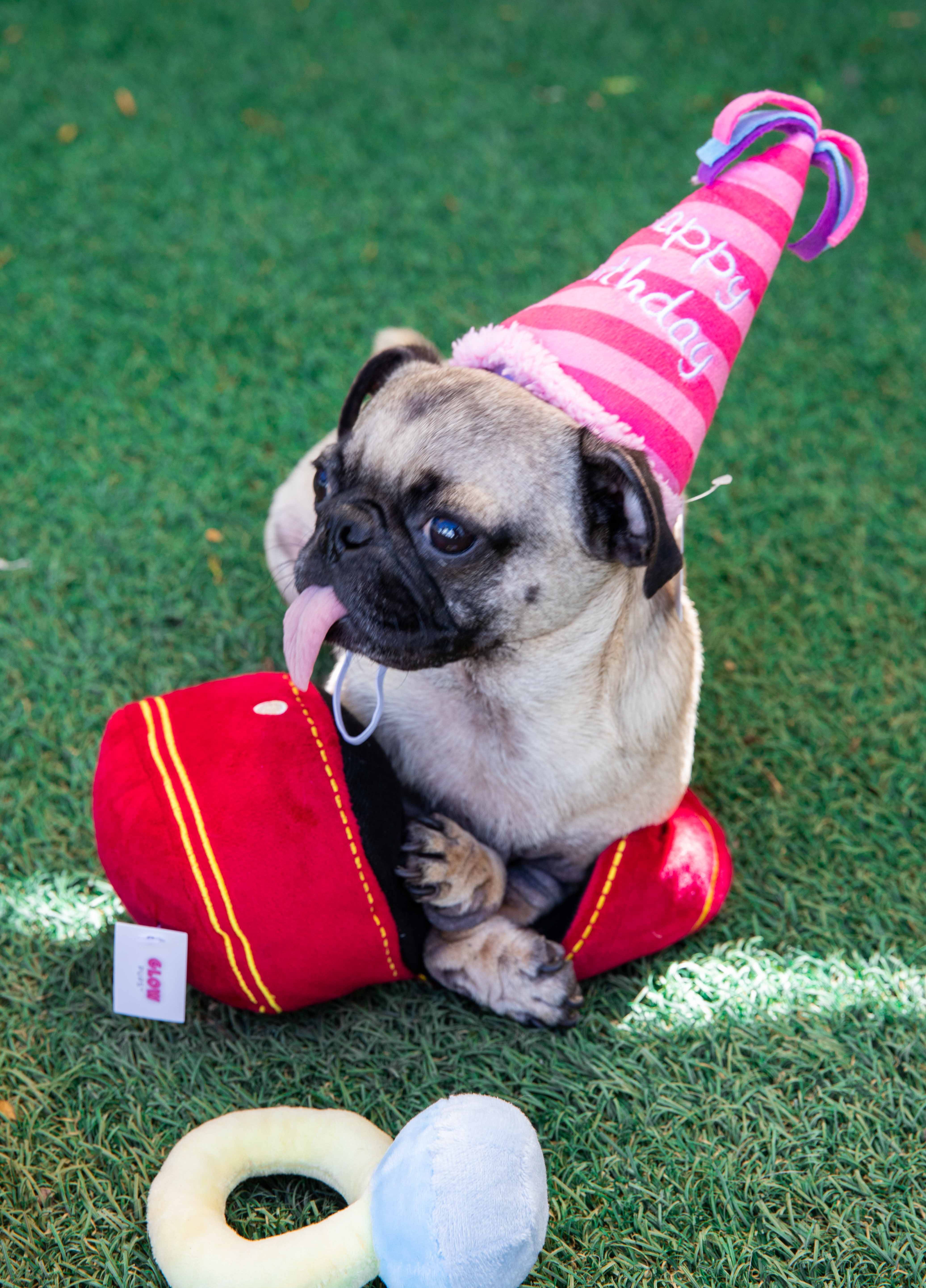 Pink Birthday Hat Dog Toy