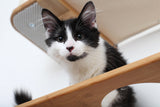 The Roman - A Wall Mounted Cat Scratcher Tree by Catastrophic Creations