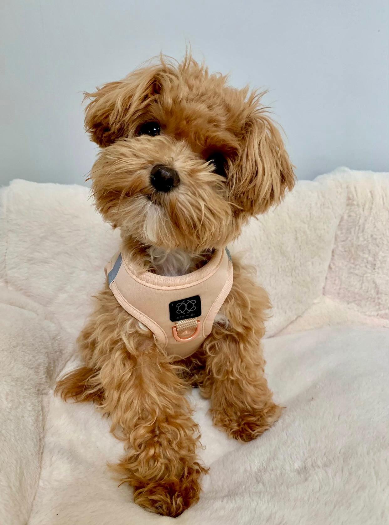 SoHo Dog Harness - Dune