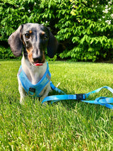 3-in-1 City Dog Leash - Ocean