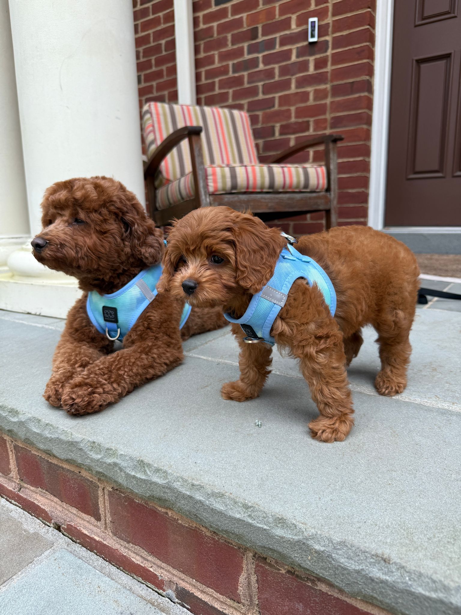 The Summer AIR Harness - Ocean