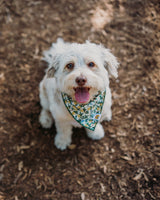 Limoncello Dog Bandana