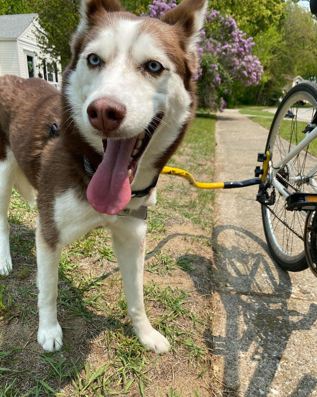 Bike Tow Leash Quick Mount Package
