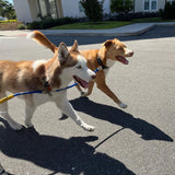 Bike Tow Leash Double Dog Package