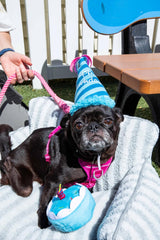 Squeaky Blue Birthday Hat Dog Toy