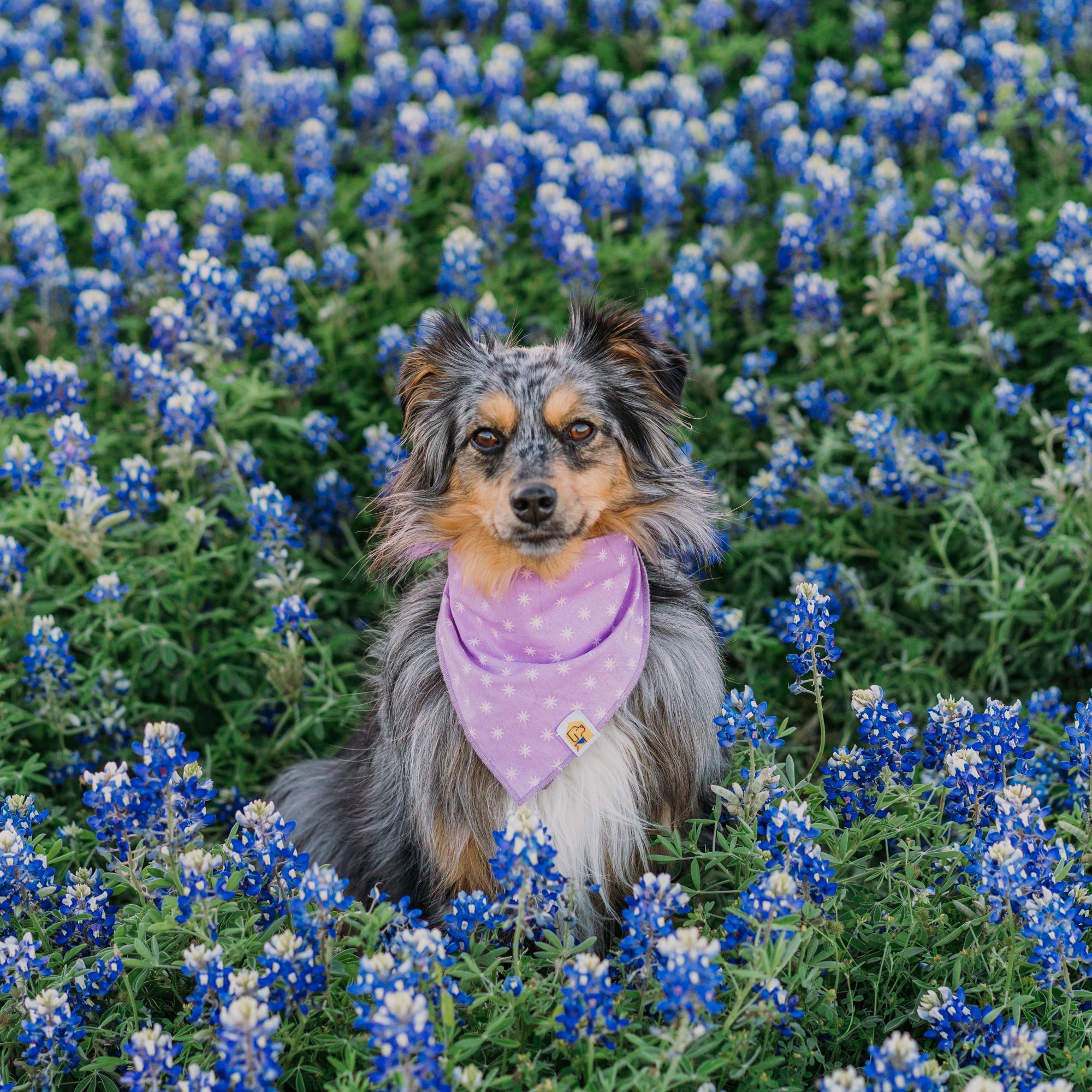 Lovely Lavender Sparks Dog Bandana