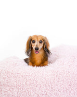 POD DOG BED