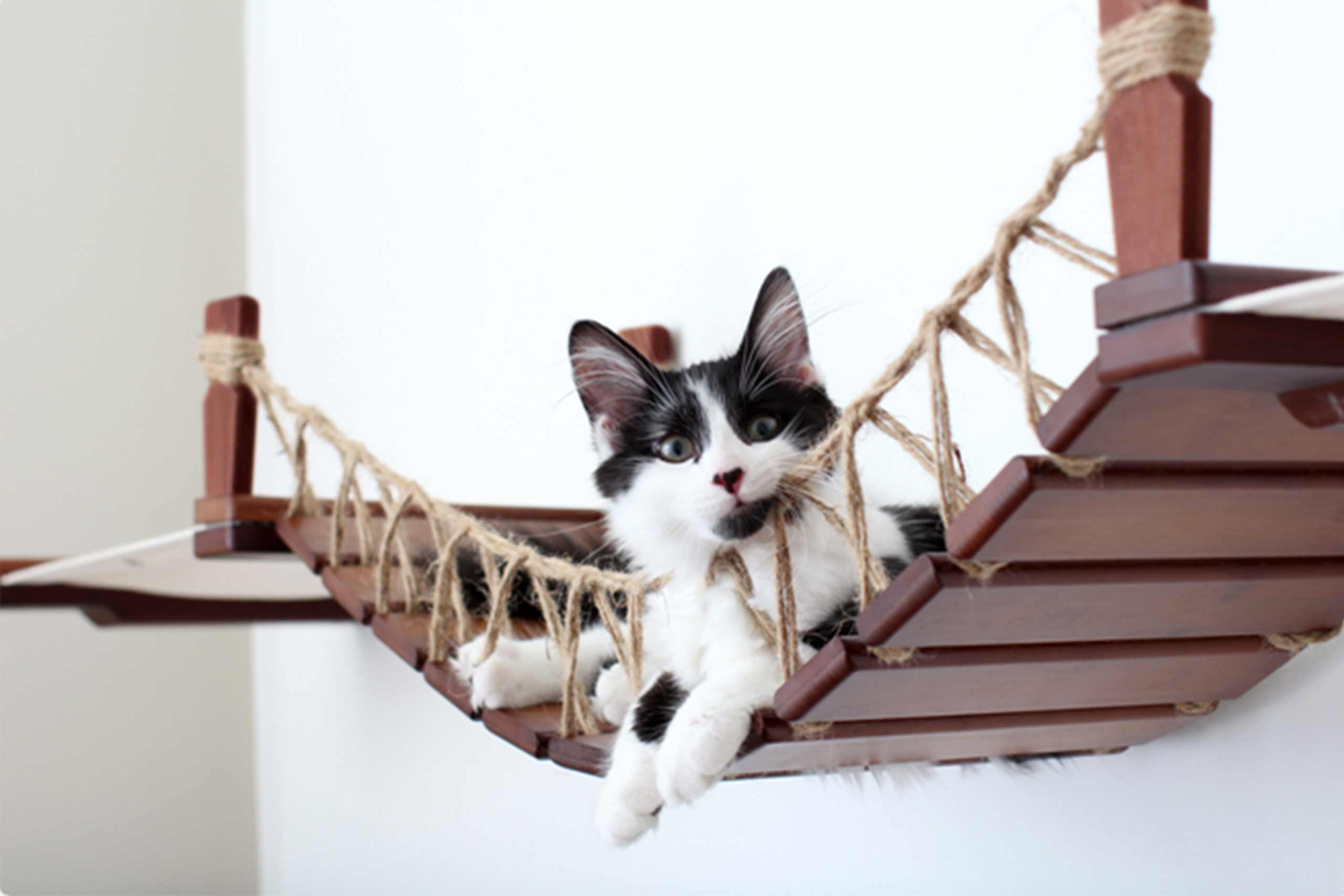Double Cat Hammock and Climbing Bridge Combo by Catastrophic Creations