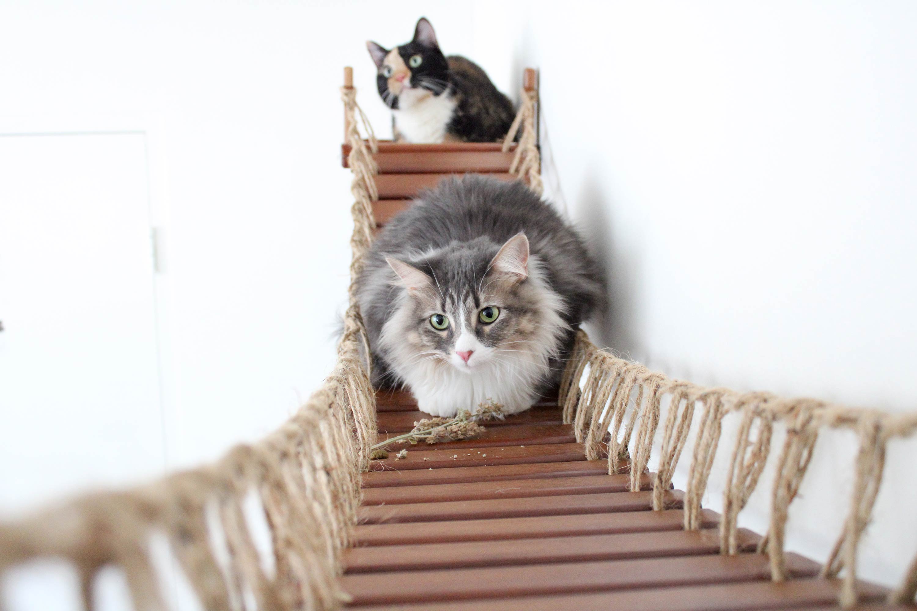 Double Cat Hammock and Climbing Bridge Combo by Catastrophic Creations