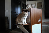 The Overlook - Sturdy - Bamboo Cat Tree by Catastrophic Creations