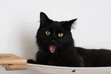The Climb Condo - Cat Wall Climbing System by Catastrophic Creations