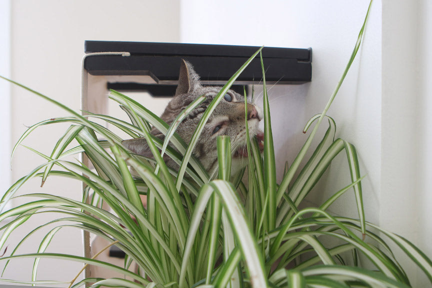 Deluxe Cat Cubby Bed by Catastrophic Creations