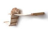 The Raceway - Wall Mounted Cat Hammock by Catastrophic Creations