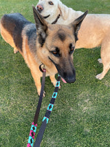 Black with Turquoise Dog Leash
