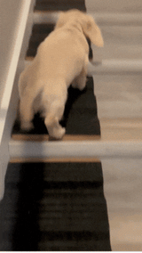 Stairwedge - Dog Ramp for Small Dogs - Versatile Stair Ramp for Any Staircase