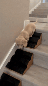 Stairwedge - Dog Ramp for Small Dogs - Versatile Stair Ramp for Any Staircase