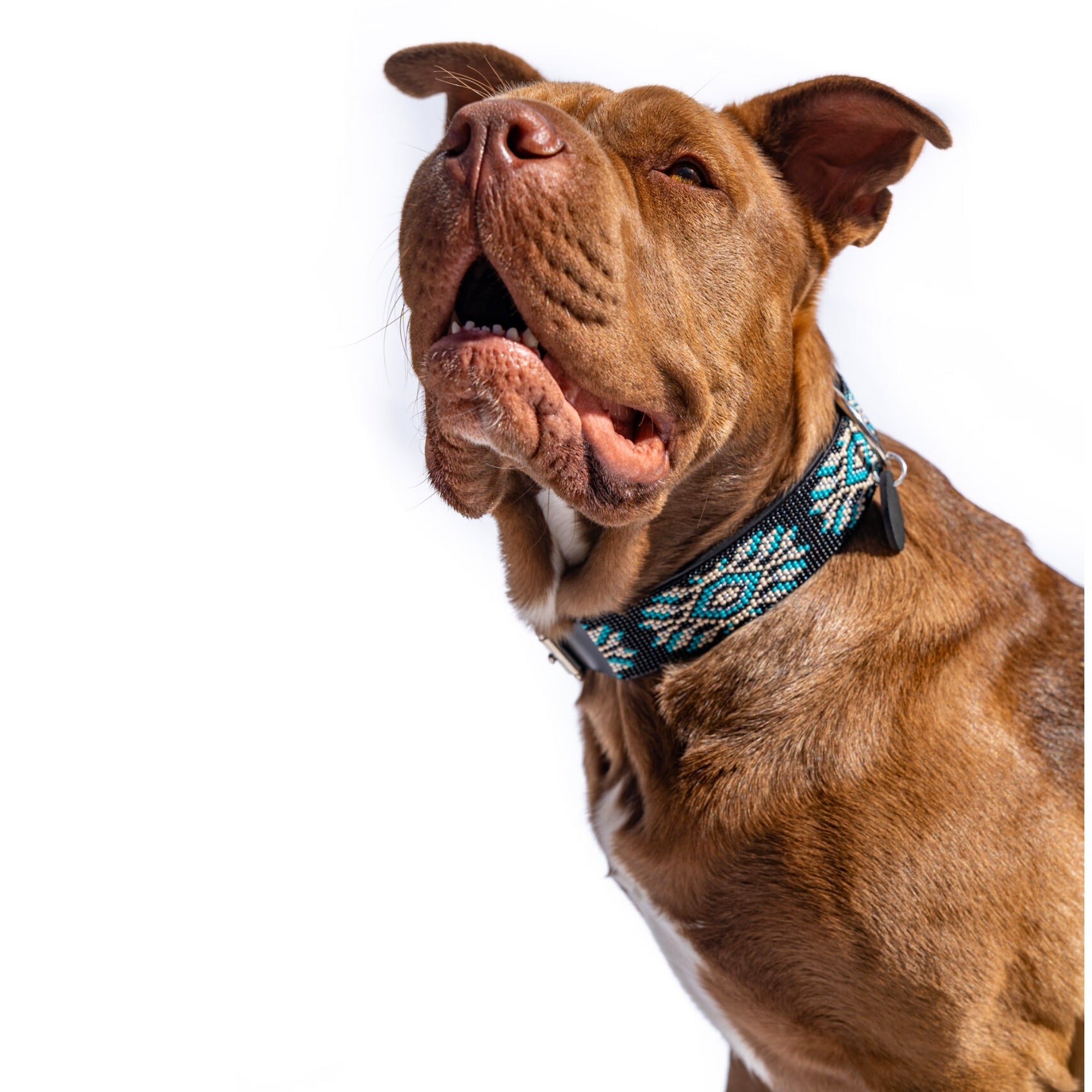 Bora Bora Sambboho dog collar (with center D-ring)